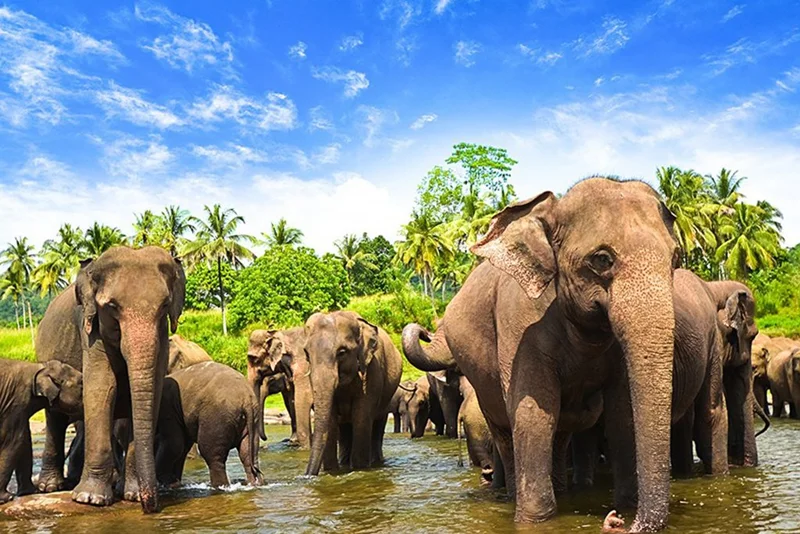 مرکز نگهداری از فیل‌های پیناوا (Pinnawala Elephant Orphanage)