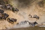 حیات وحش و گونه‌های جانوری کنیا