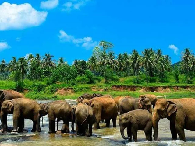 پرورشگاه فیل پیناوالا (Pinnawala)